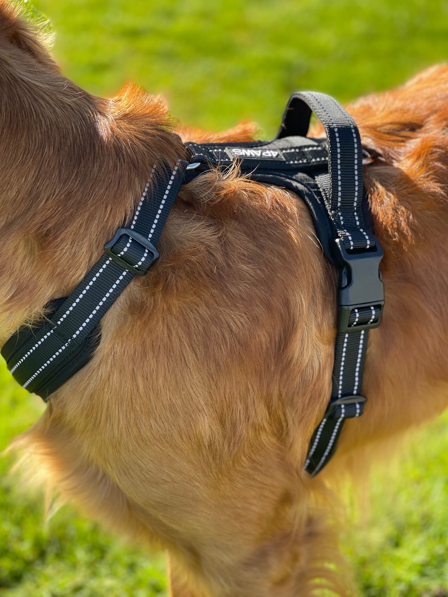 Adventure Harness image 2