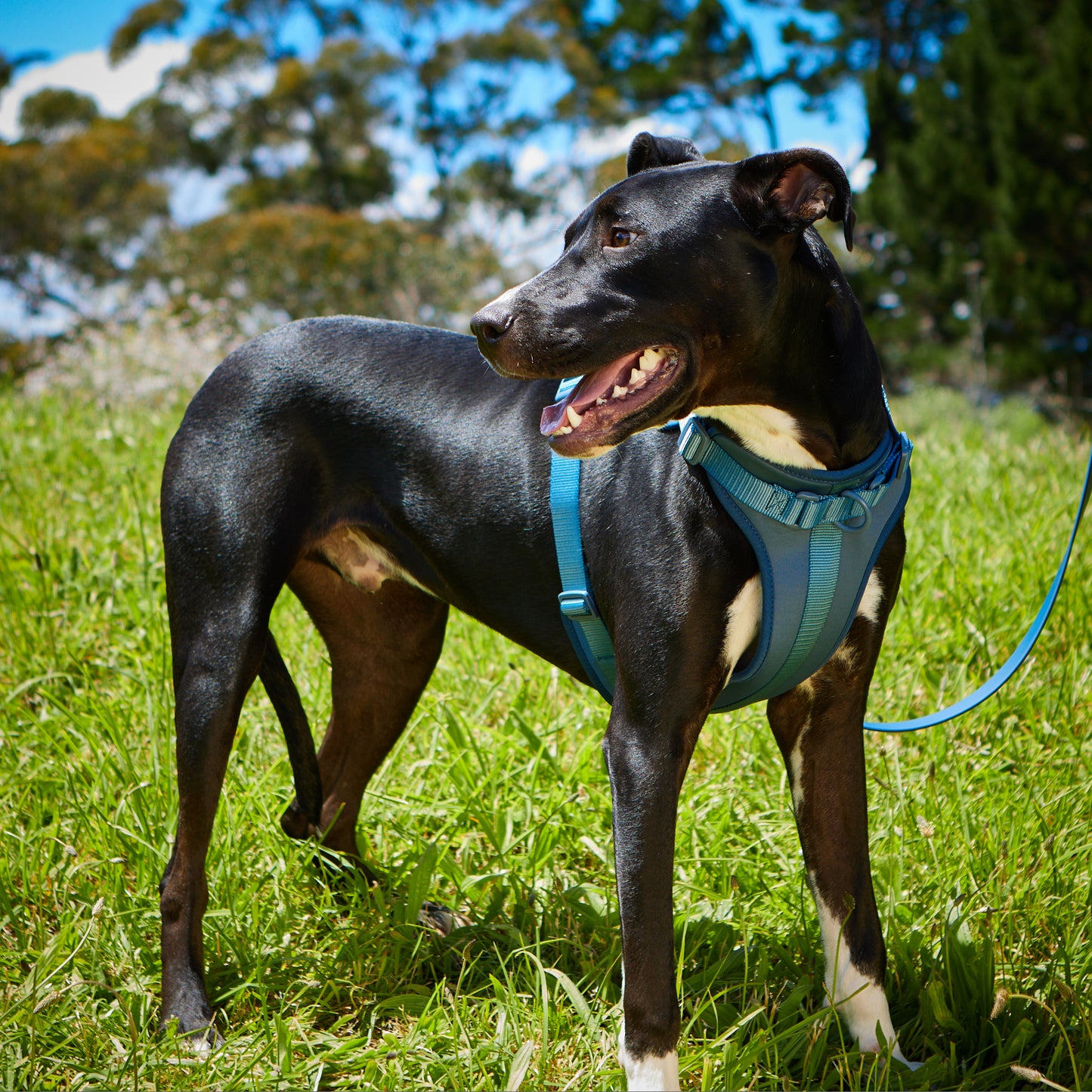 Navy Air Harness - Large image 7