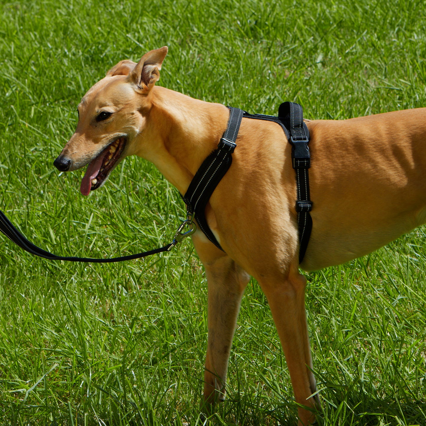 Adventure Harness image 3