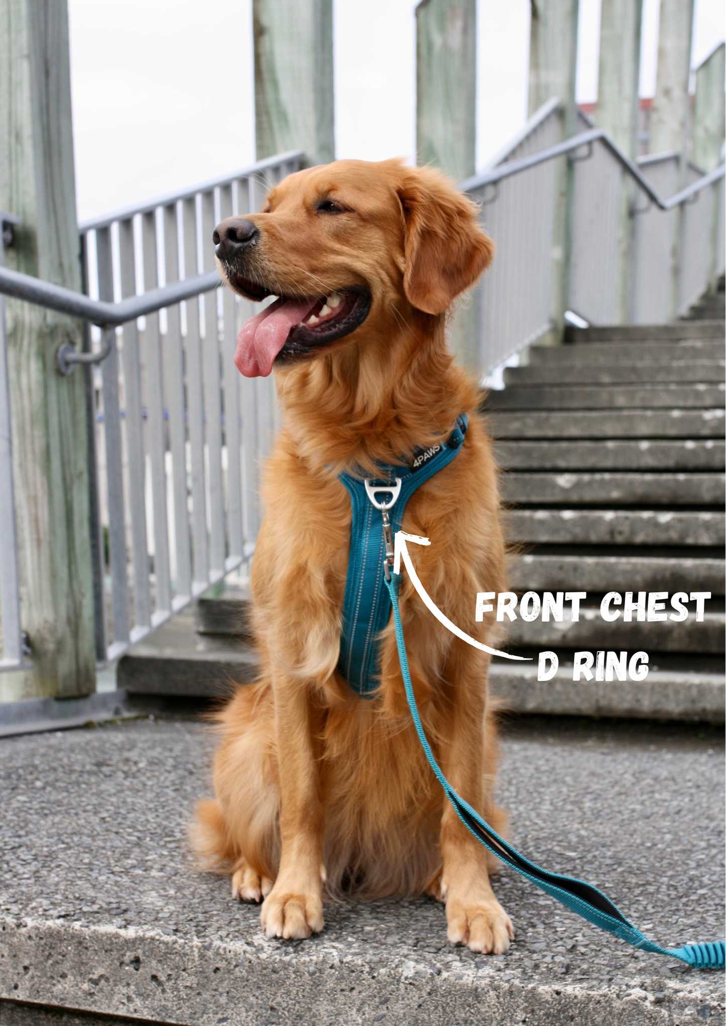 Golden retriever wearing the Adventure dog harness in Arctic blue, designed for secure, comfortable walks and active adventurous lifestyles.
karly is modeling beautifully at wellington waterfront.
(picture points out, Front chest D ring)