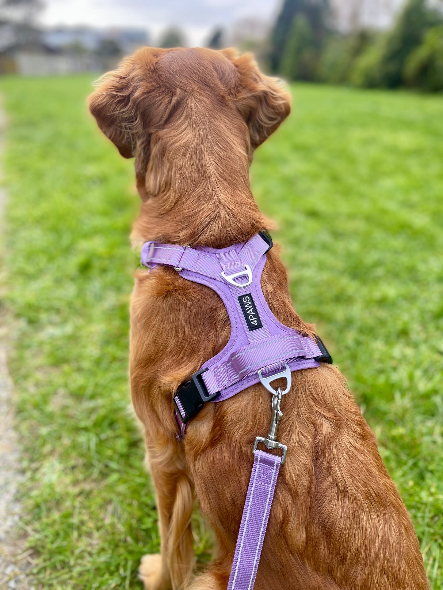 Adventure Harness v2.0
