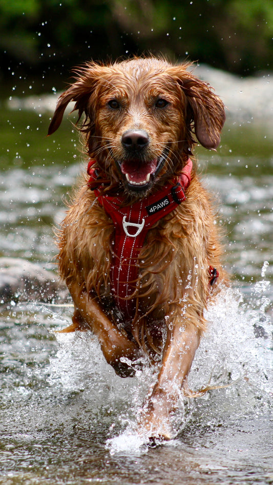 Adventure Harness v2.0