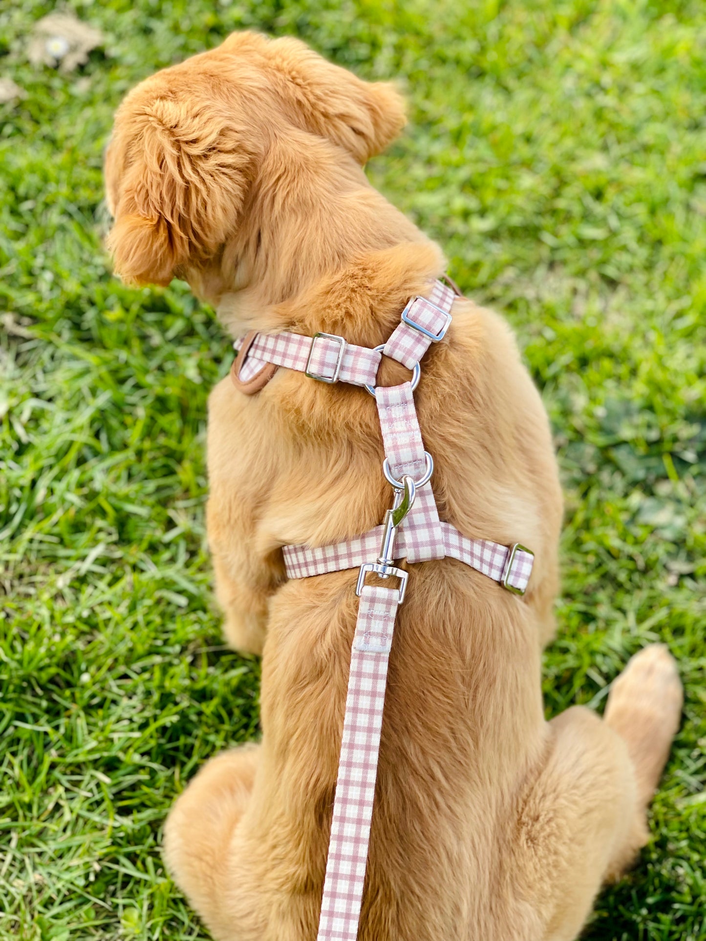 Mesh Harness
