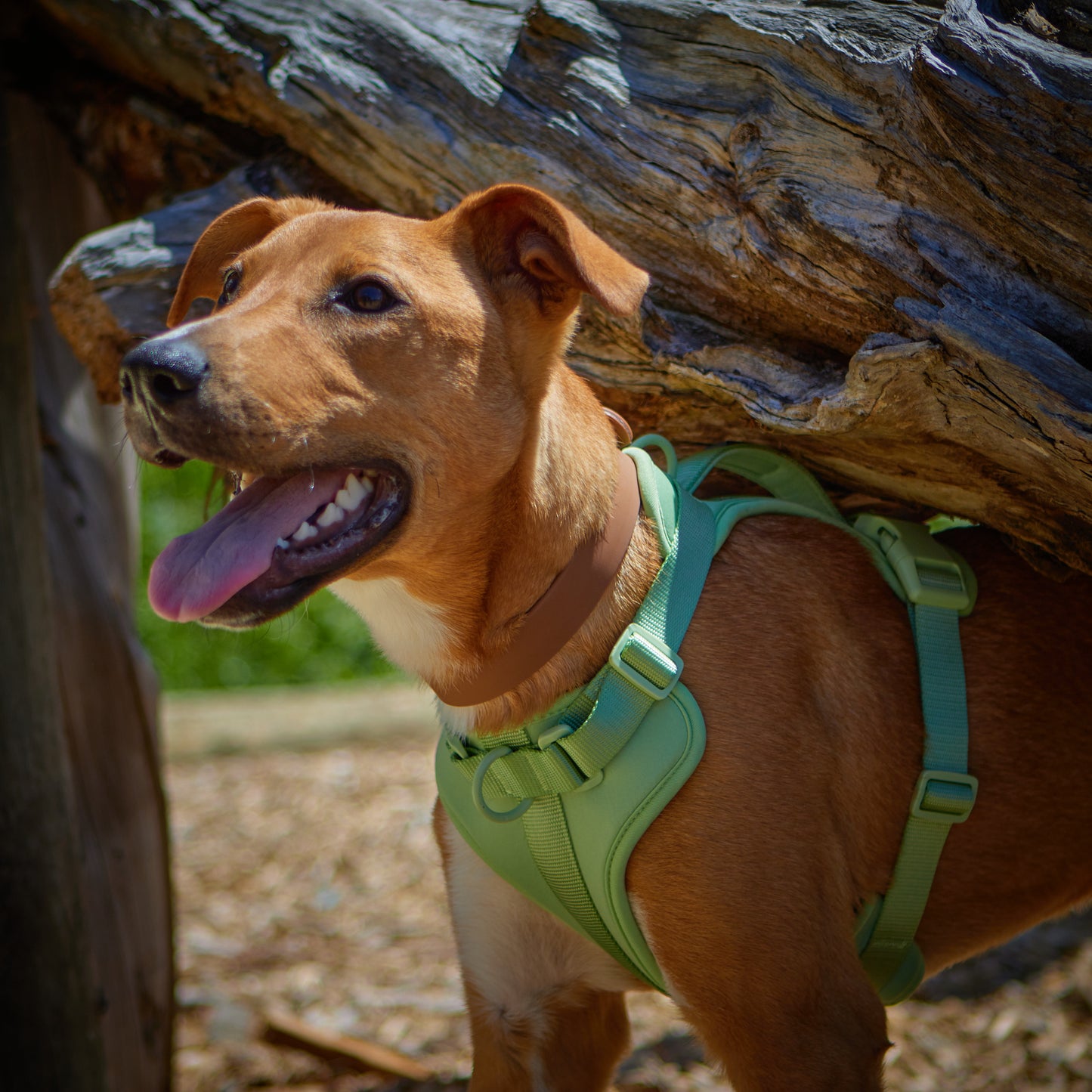 Apple Air Harness - Medium image 1