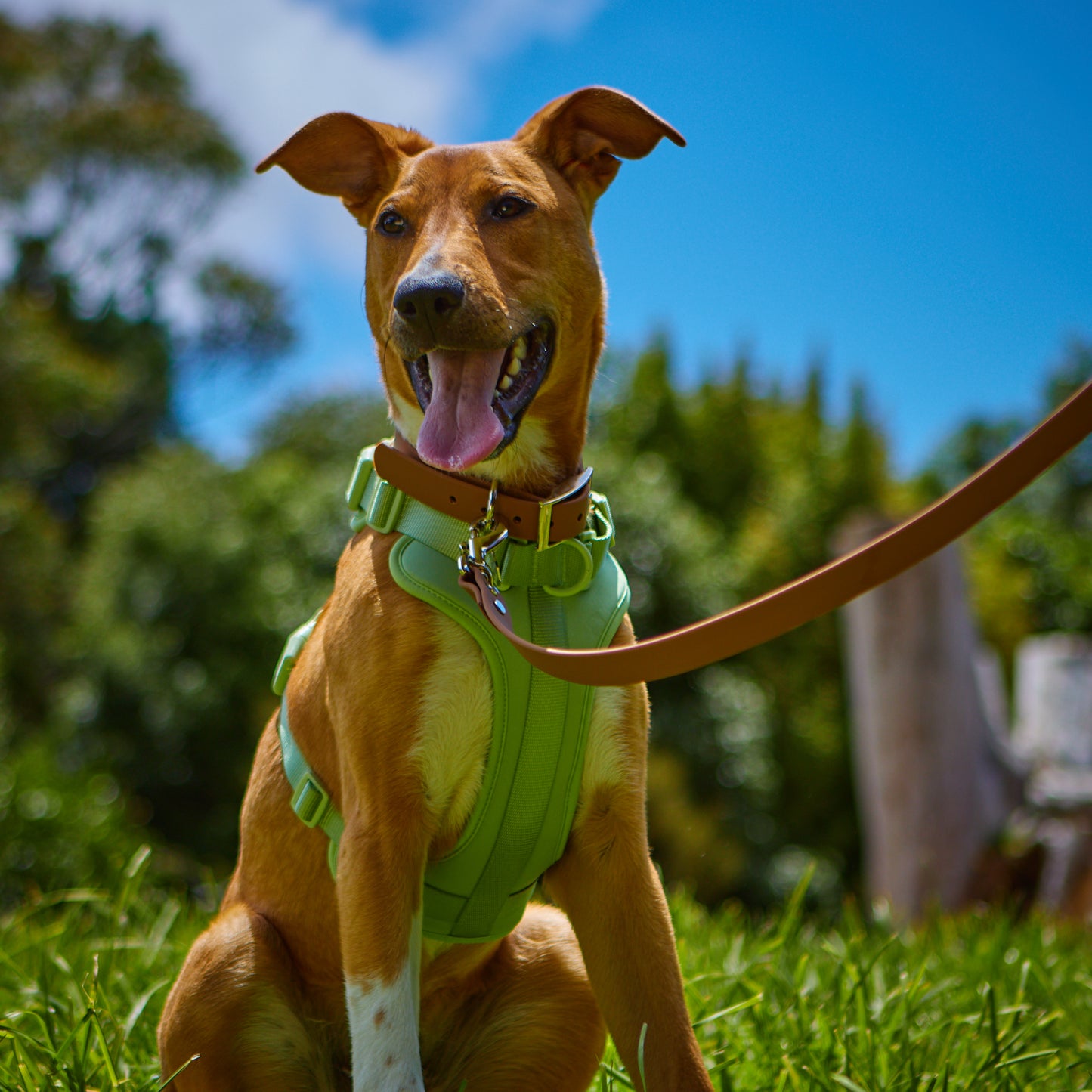 Apple Air Harness - Medium image 3