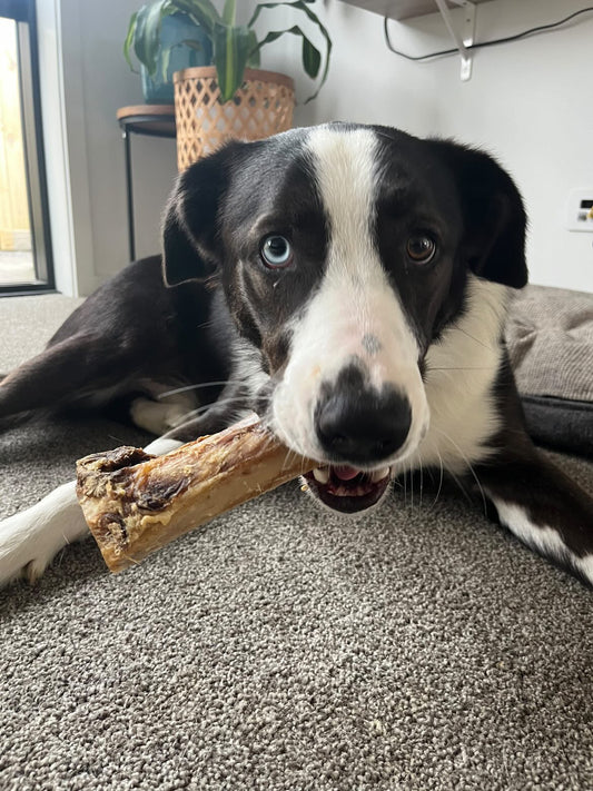 Beef Marrow Bone image 1