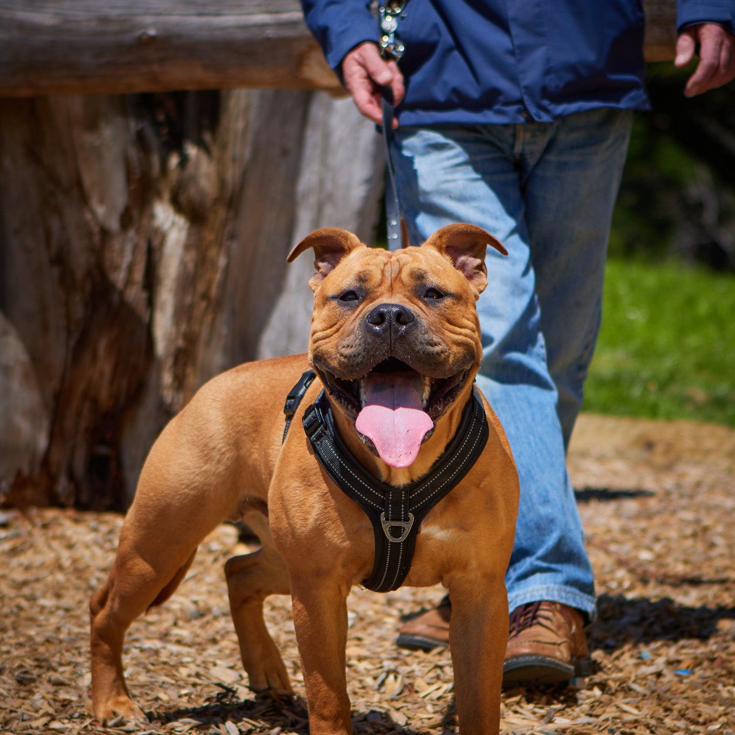 Adventure Harness image 1