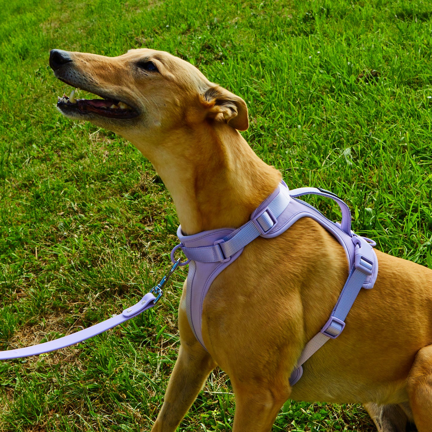 Lilac Air Harness -Medium image 3
