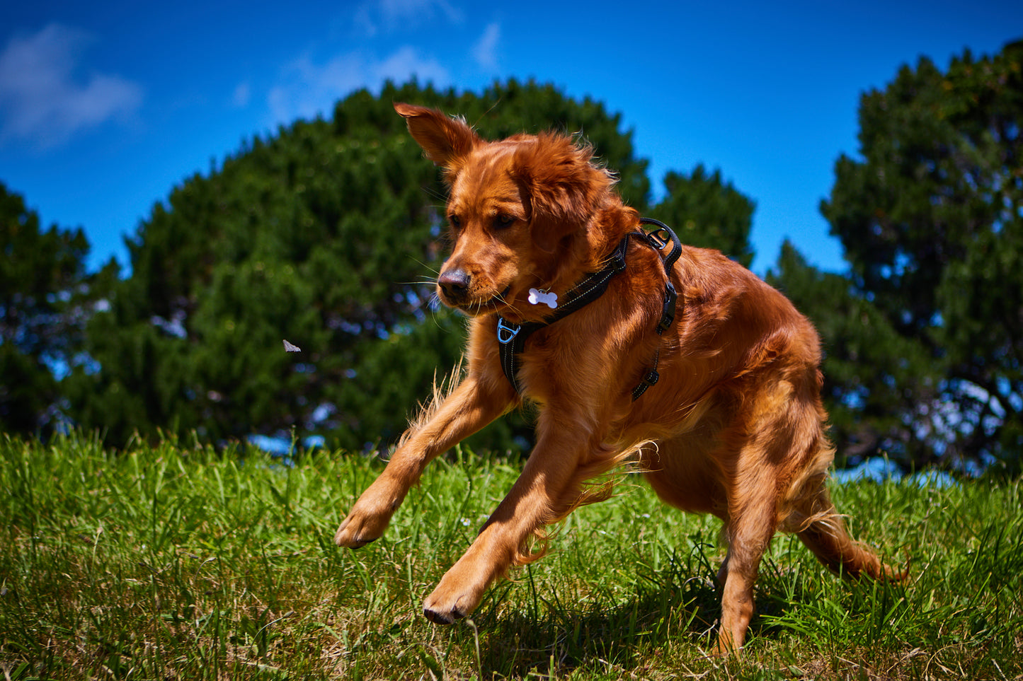 Adventure Harness image 4
