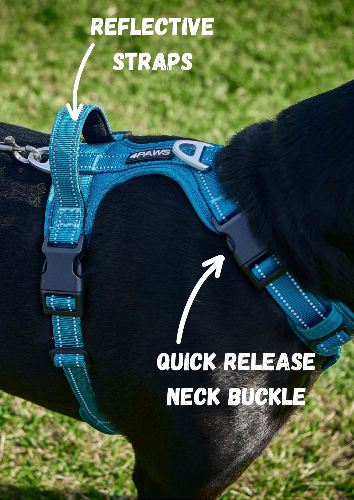 XLarge rottweiler wearing the Adventure dog harness in Arctic blue, designed for secure, comfortable walks and active adventurous lifestyles.
this picture point out, the reflective straps and quick release neck buckle