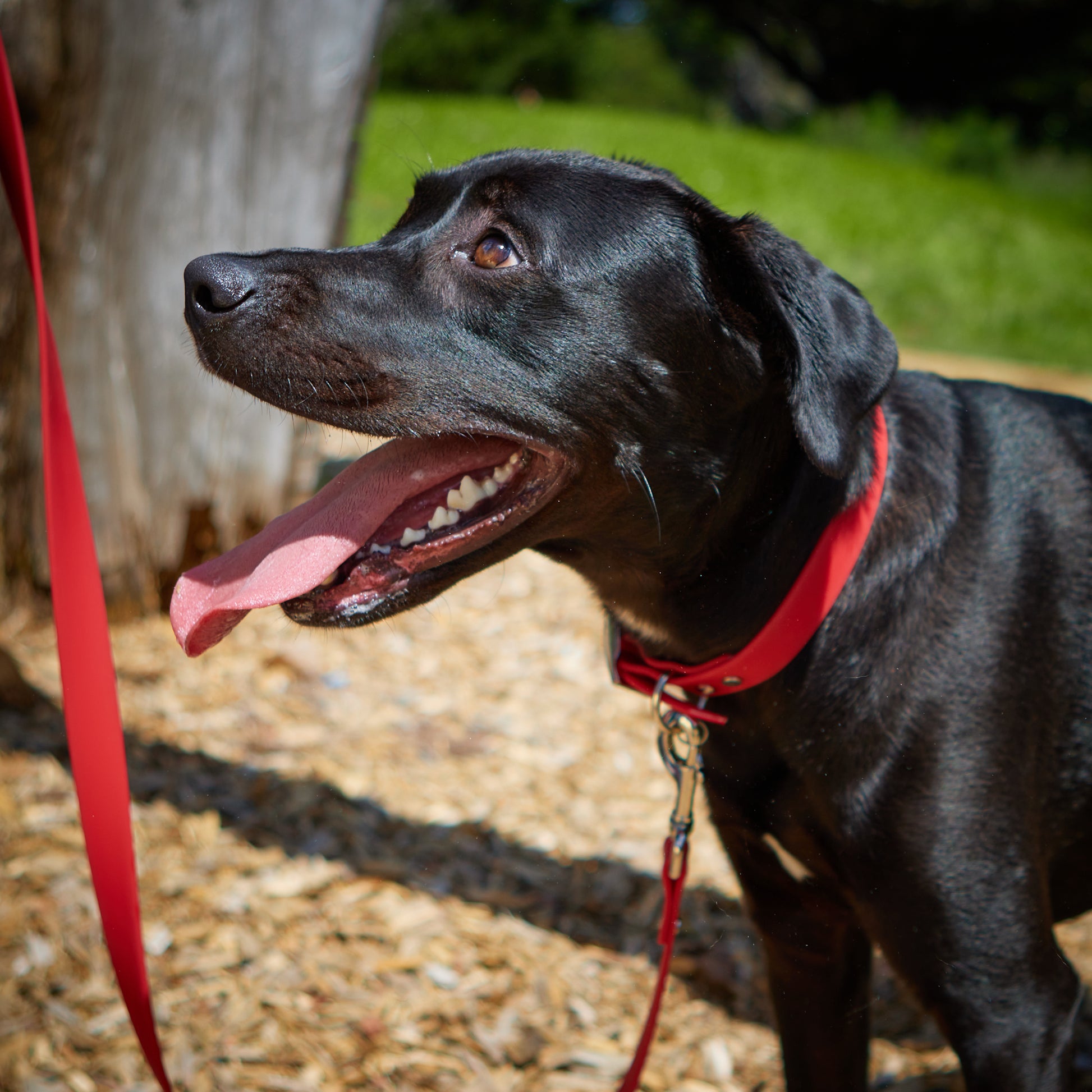 Waterproof PVC Collar - Red image 1