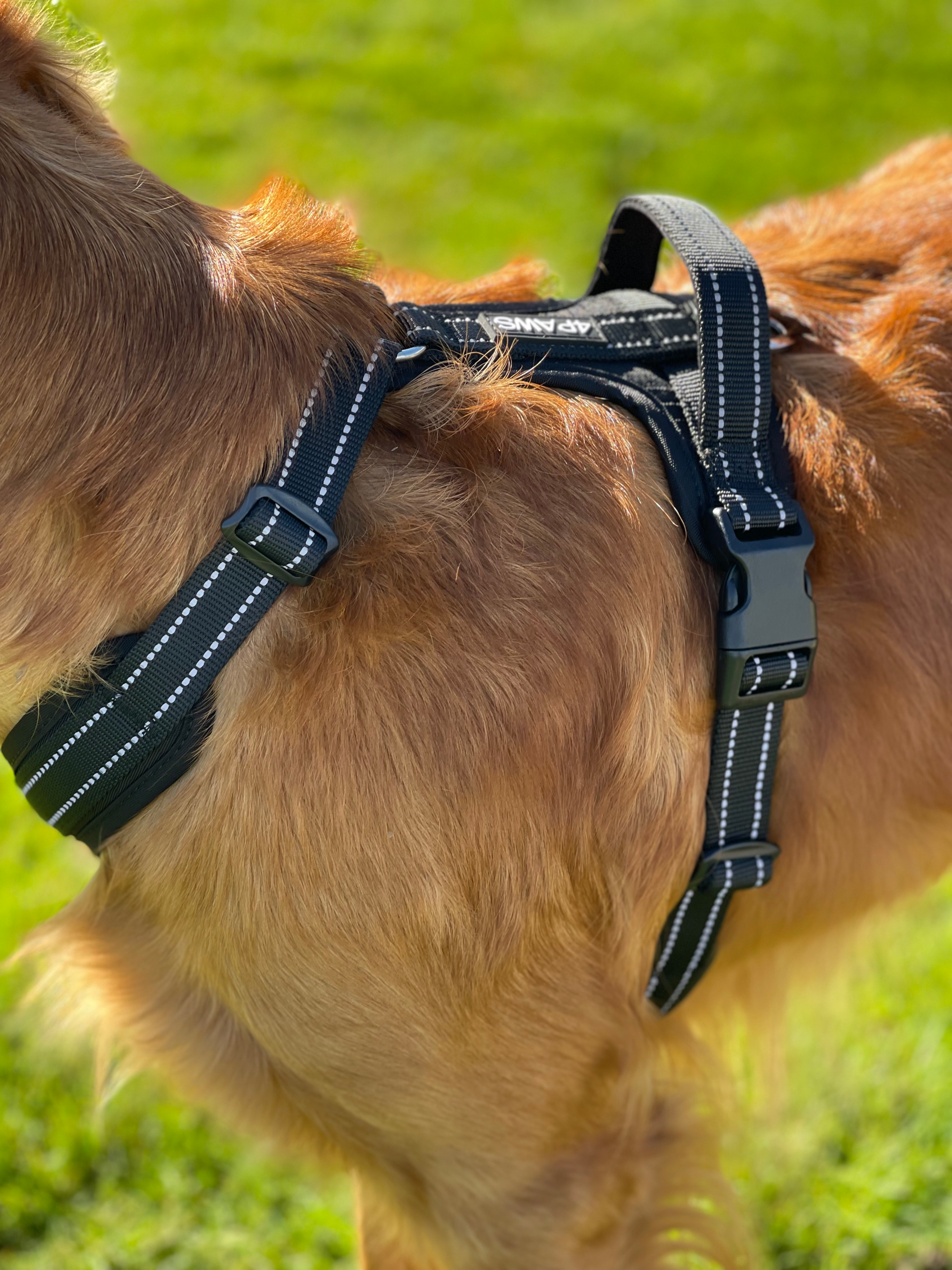 Adventure Harness image 2