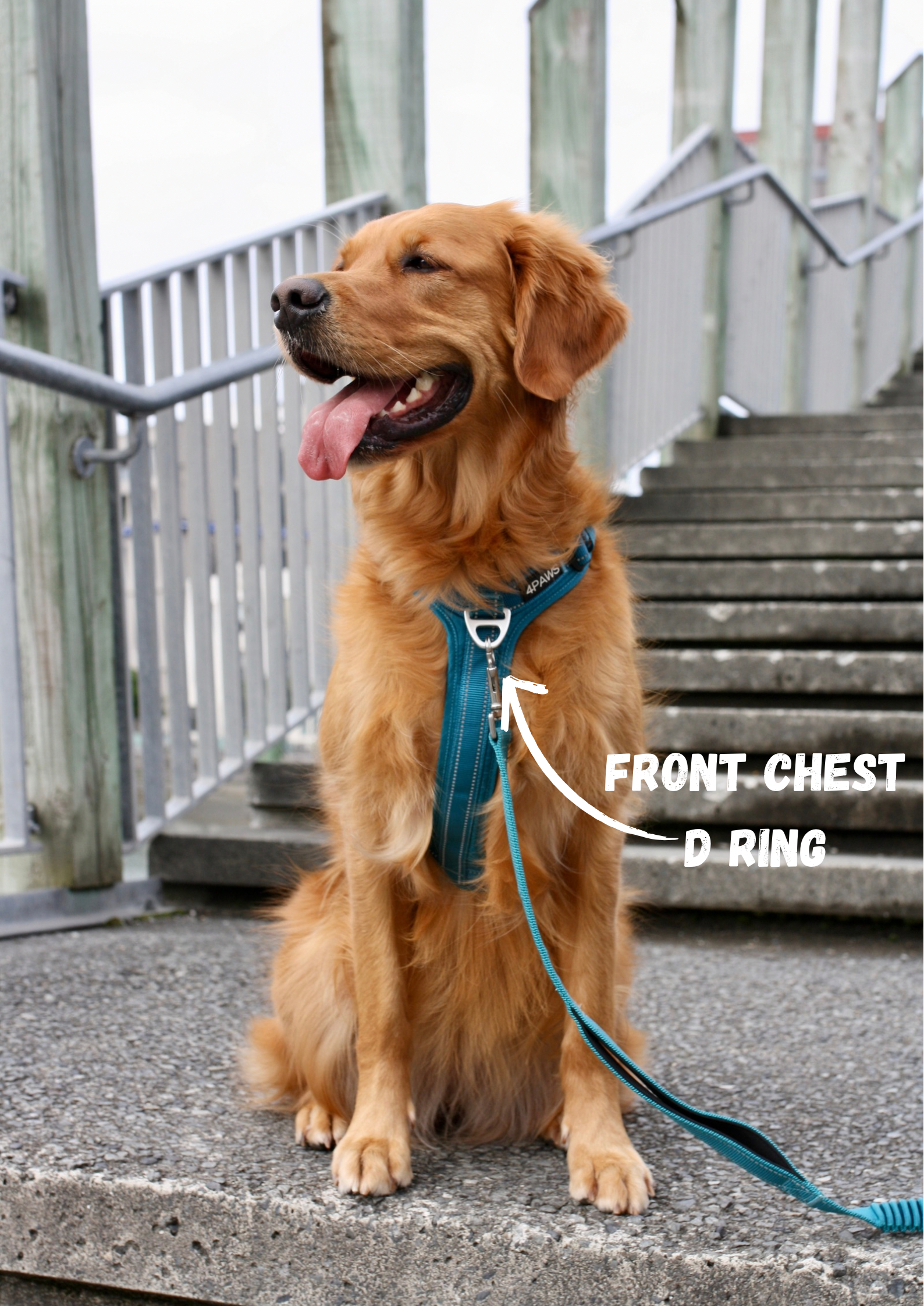 Golden retriever wearing the Adventure dog harness in Arctic blue, designed for secure, comfortable walks and active adventurous lifestyles.
karly is modeling beautifully at wellington waterfront.
(picture points out, Front chest D ring)
