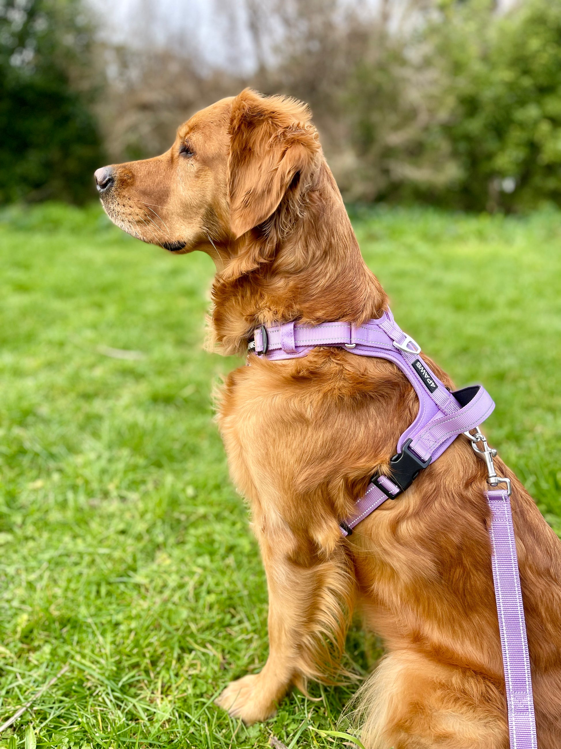 Adventure Harness – 4PAWS EMPIRE