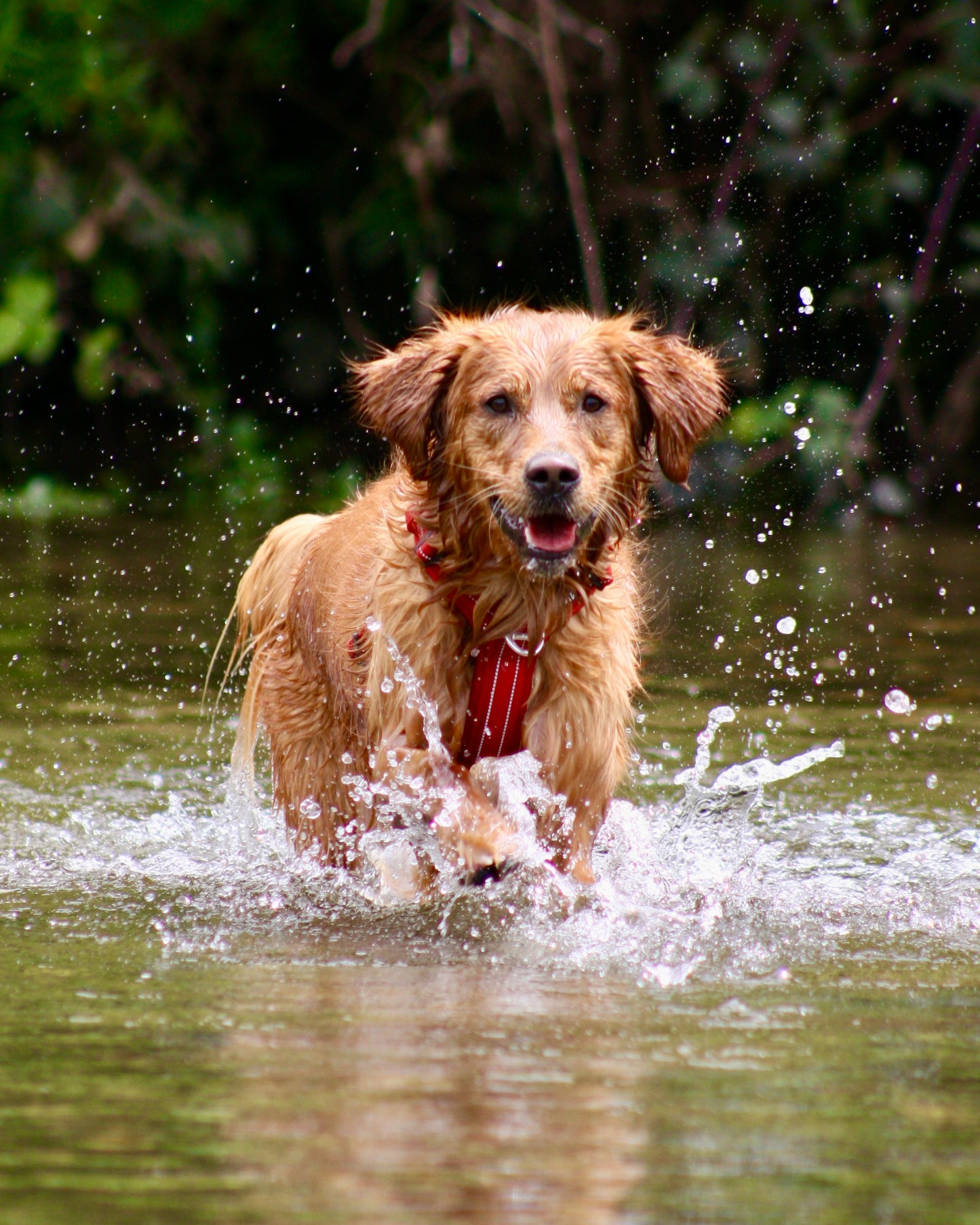 Adventure Harness v2.0