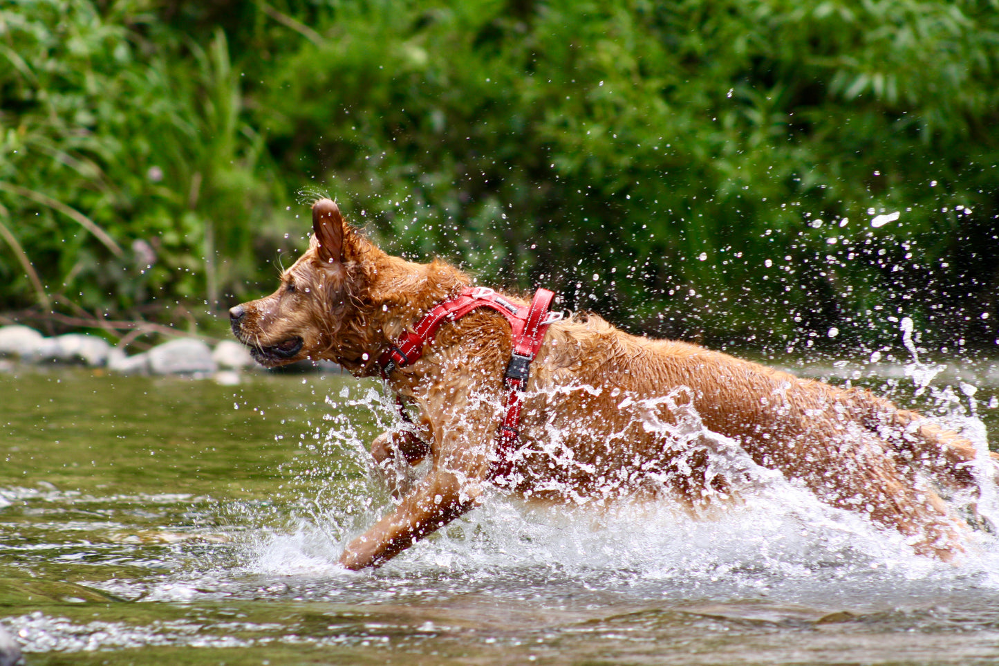 Adventure Harness v2.0