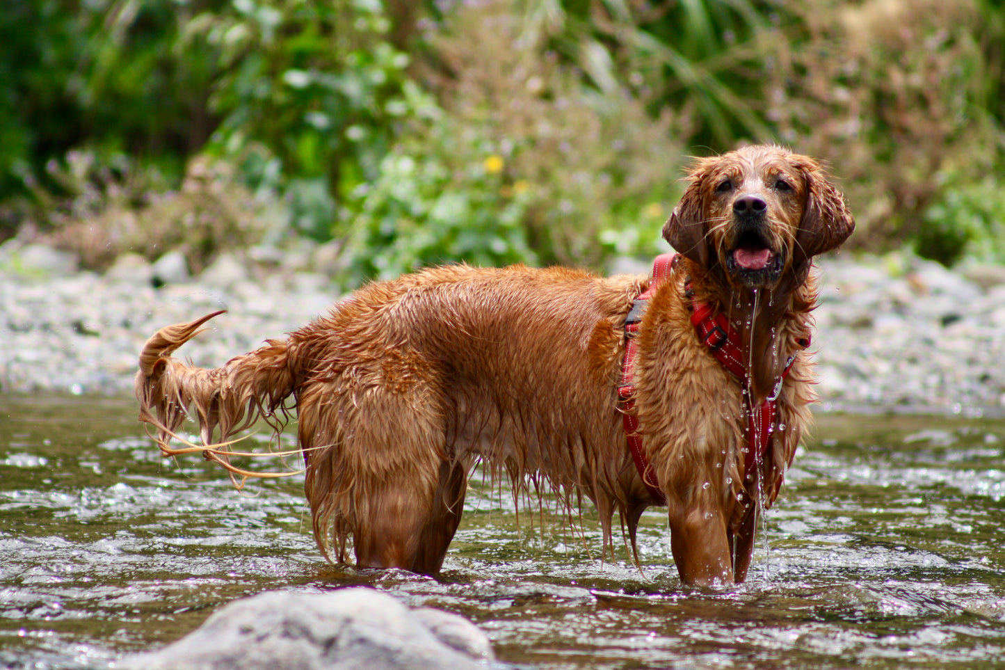 Adventure Harness v2.0