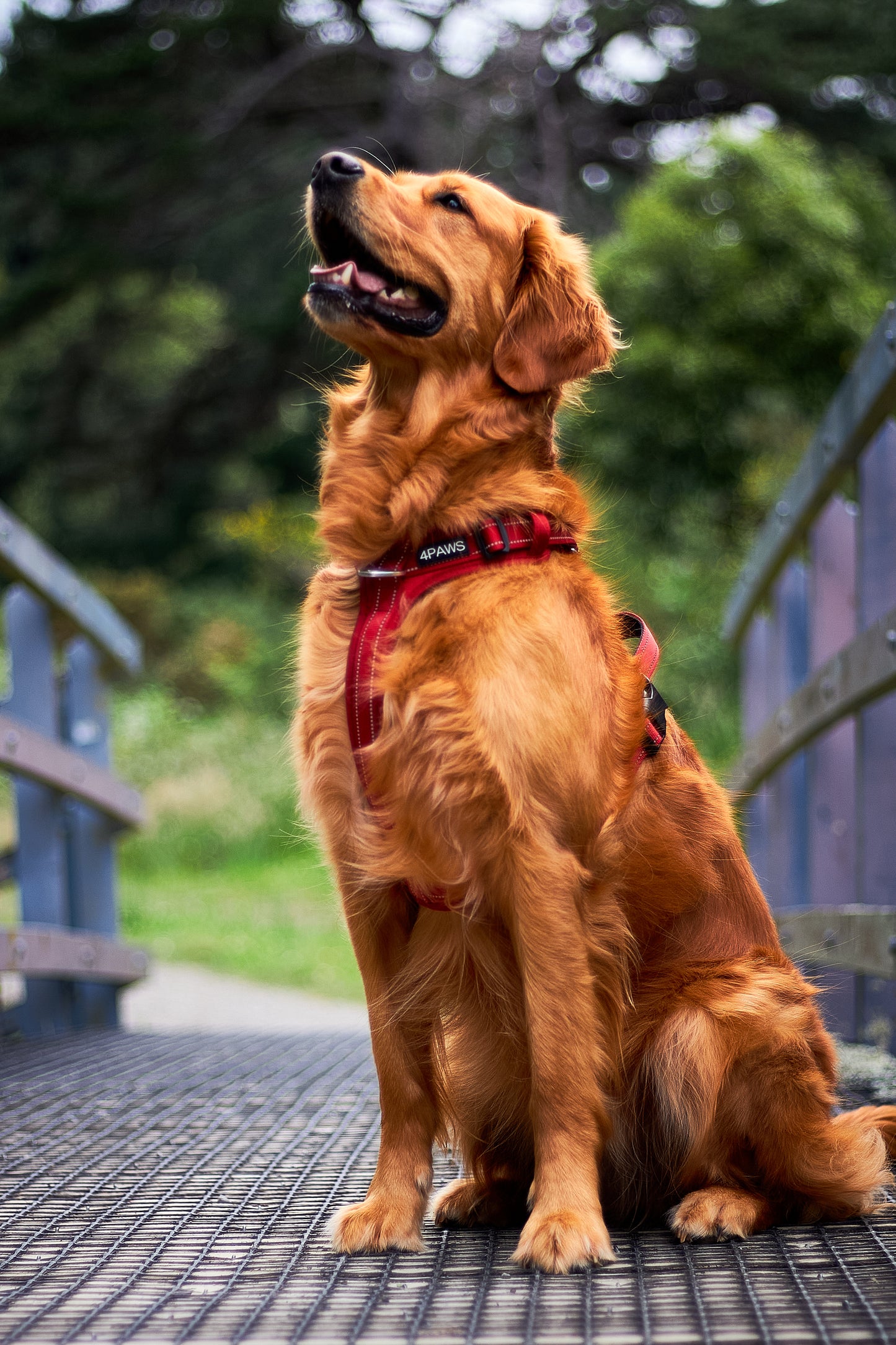 Adventure Harness v2.0