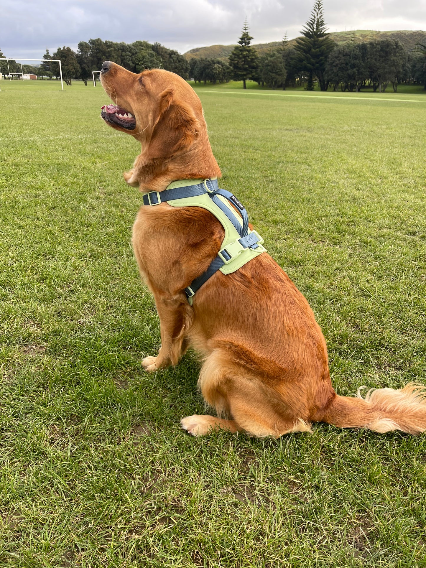 Apple Air Harness - Small image 5
