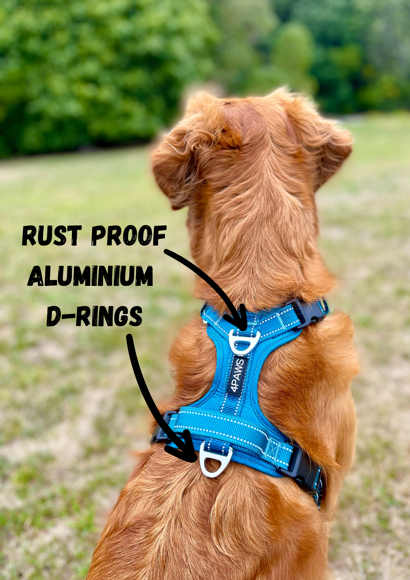 Large golden retriever wearing the Adventure dog harness in Arctic blue, designed for secure, comfortable walks and active adventurous lifestyles.
this picture point out, the Rust proof aluminium D rings.