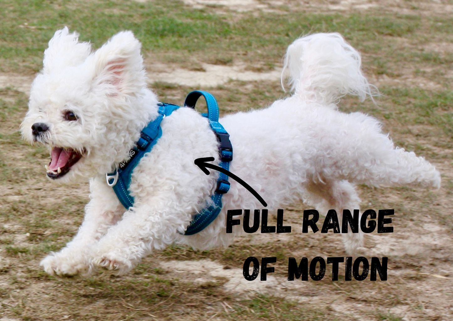 small maltese, bichon, shih tzu, poodle wearing the Adventure dog harness in Arctic blue, designed for secure, comfortable walks and active adventurous lifestyles.
Eli is performing a flying leap of a jump!
(picture points out, Full range of motion)
