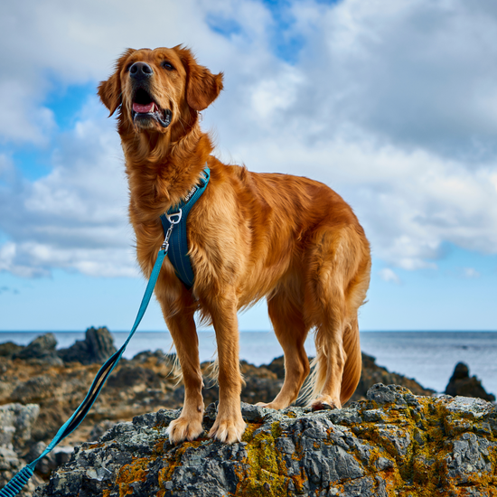 Video advertisement for Adventure Harness 2.0 in Arctic blue — premium adjustable dog harness with anatomical Y-shape design, rustproof hardware, reflective safety features, and breathable mesh padding for all-day comfort.