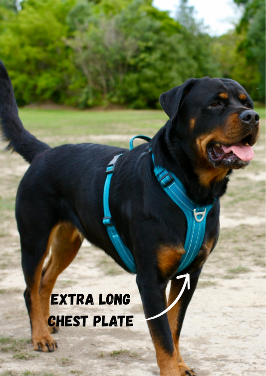 rottweiler wearing the Adventure dog harness in Arctic blue, designed for secure, comfortable walks and active adventurous lifestyles.
stella is looking tough with her perfect stance but super cute with a smile on her face.
(picture points out, Extra long chest plate)